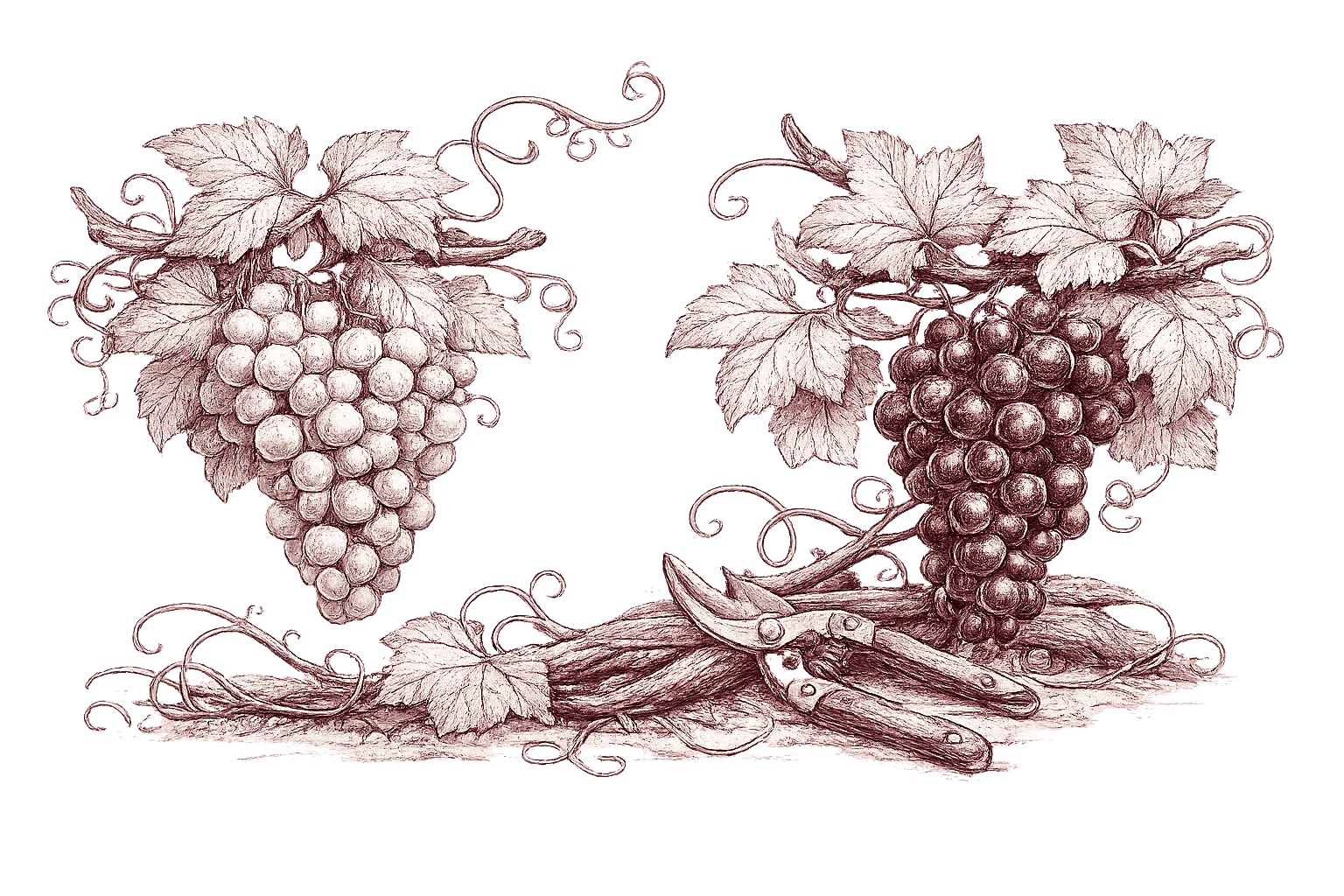 Ink and burgundy engraving of two grape clusters — pale white grapes and dark black grapes — with vine leaves, tendrils and pruning shears