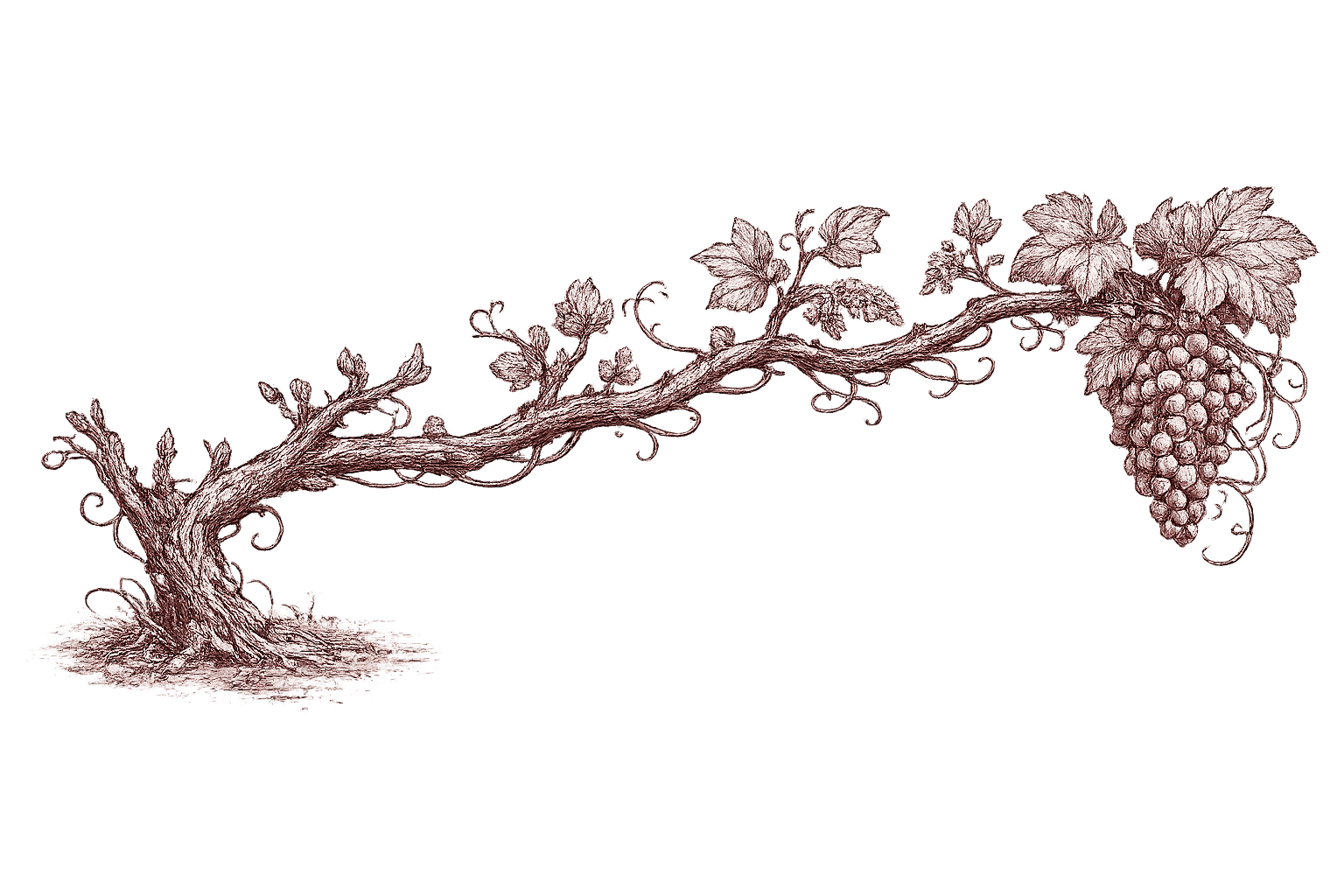 Ink and burgundy engraving of an old grapevine reaching from gnarled roots to a ripe cluster of grapes