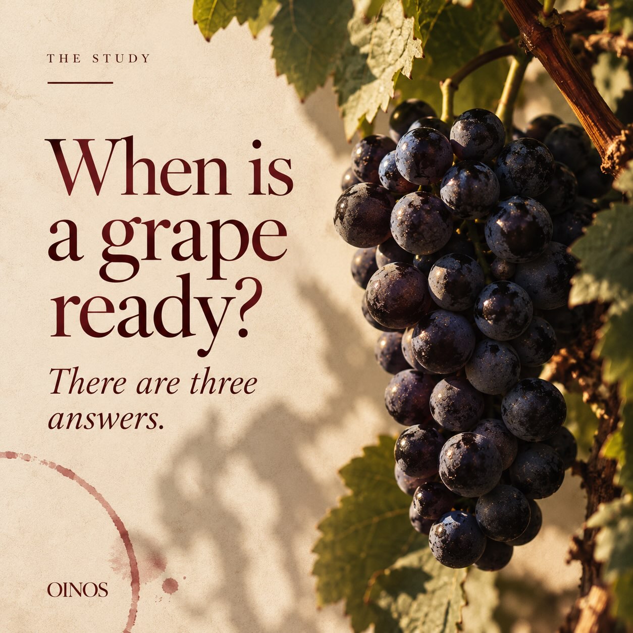 Picking date is one of the first big decisions of the vintage.