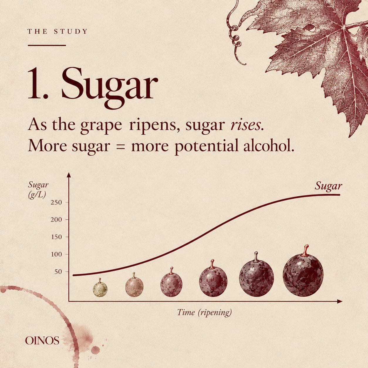 Picking date is one of the first big decisions of the vintage.