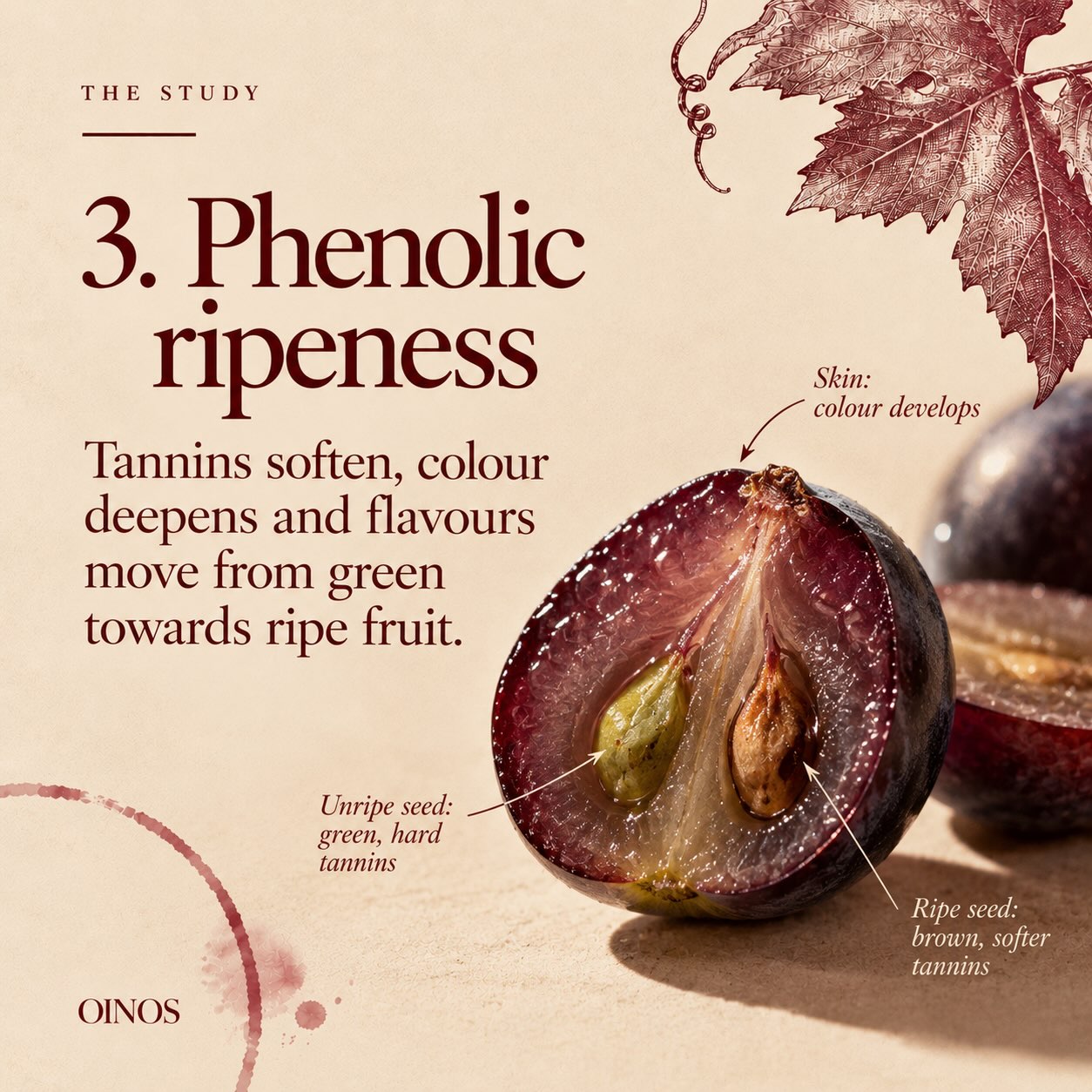 Picking date is one of the first big decisions of the vintage.