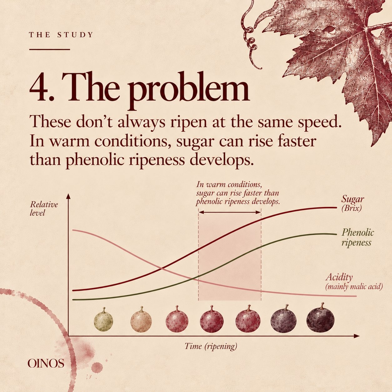 Picking date is one of the first big decisions of the vintage.