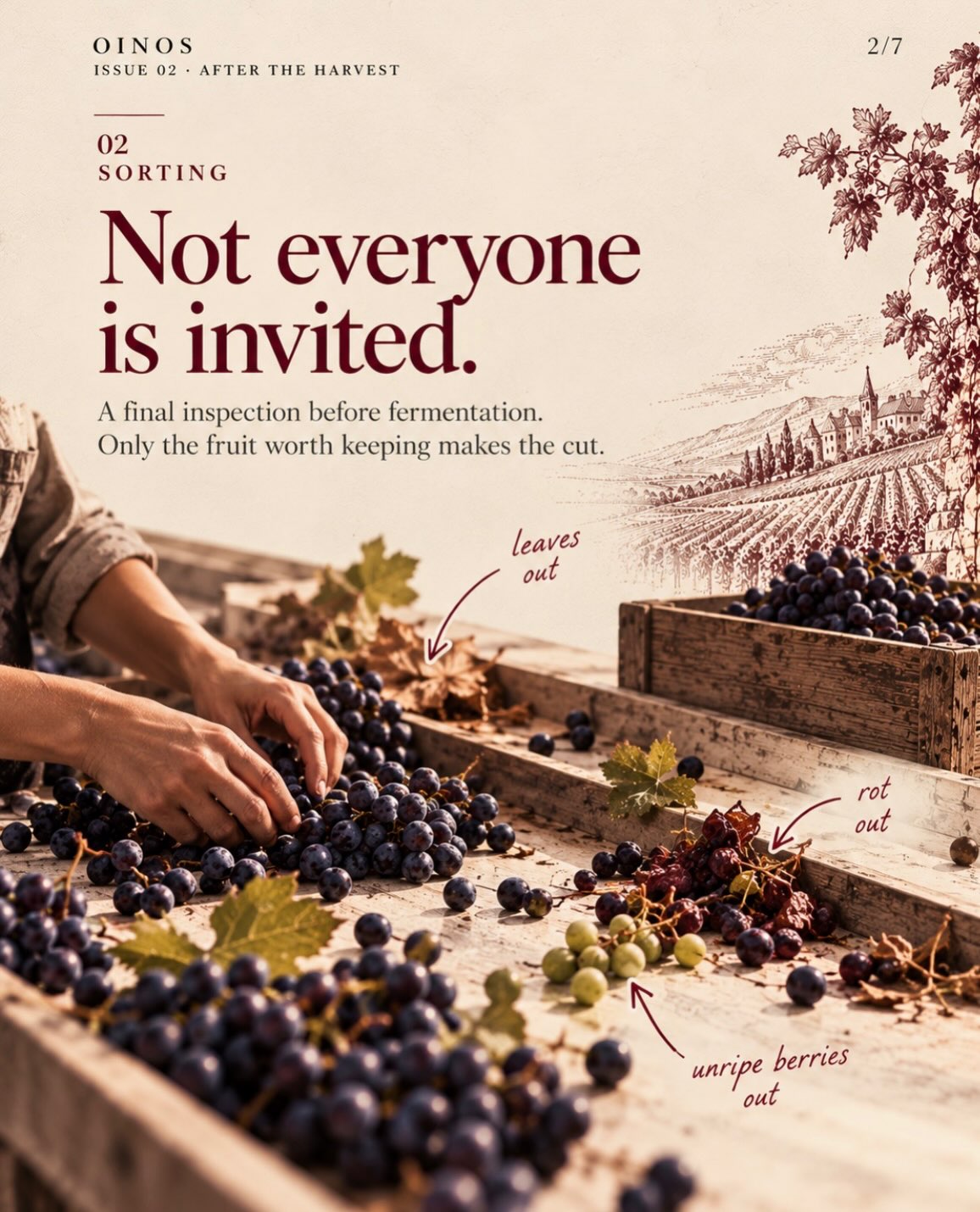 Harvest has excellent PR. Golden light, beautiful vineyards, people carrying baskets of grapes as though they’ve just stepped out of a Renaissance painting.