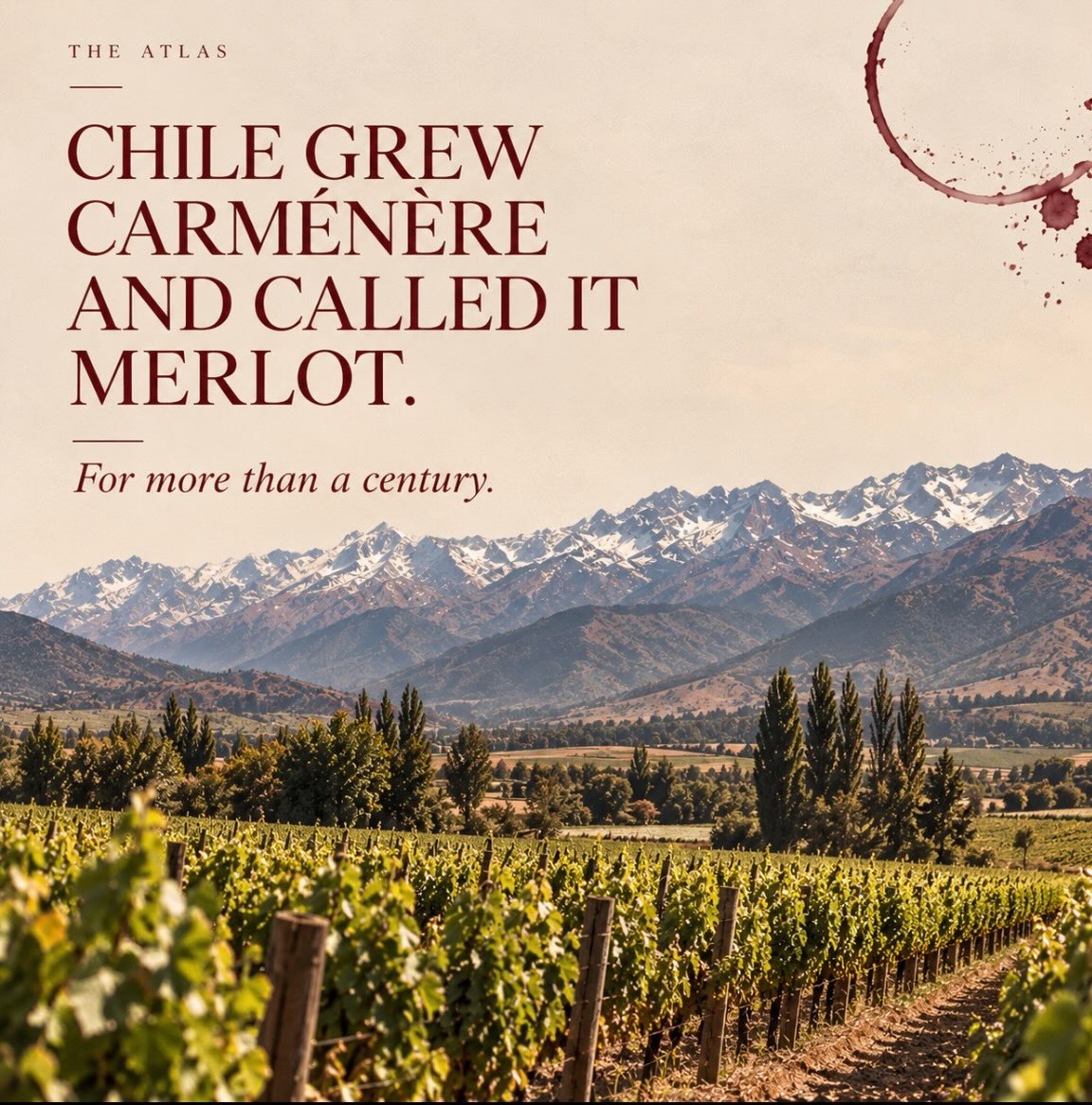 For more than a century, Chile grew Carménère and called it Merlot.