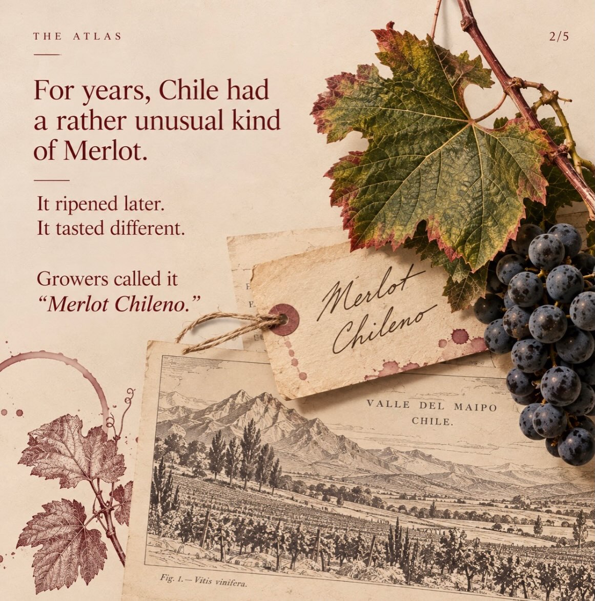 For more than a century, Chile grew Carménère and called it Merlot.