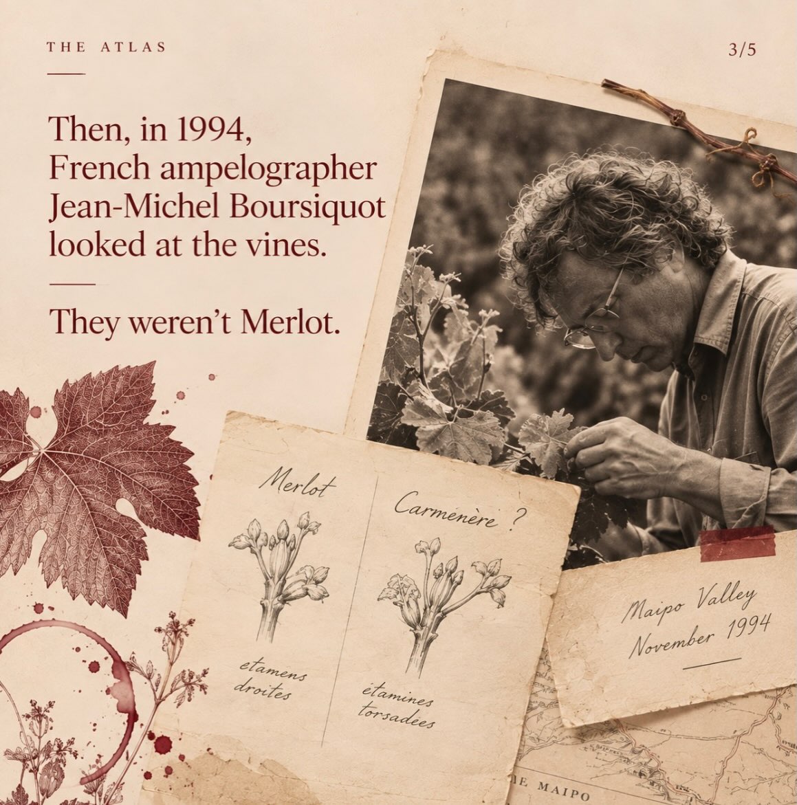 For more than a century, Chile grew Carménère and called it Merlot.